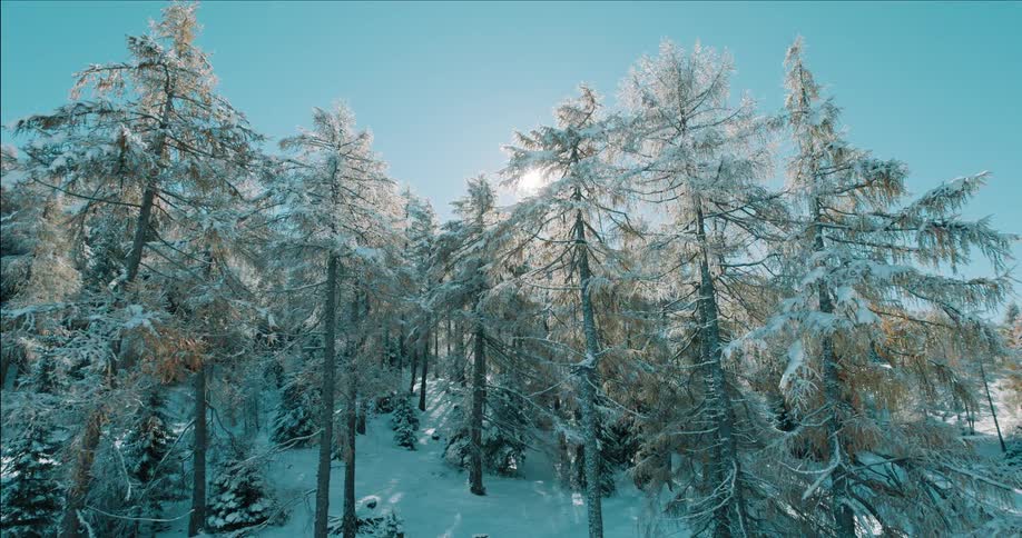 Aerial of a woodland area in winter during daytime