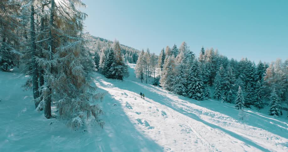 Two hikers walk down a sunlit snow covered slope lined with trees