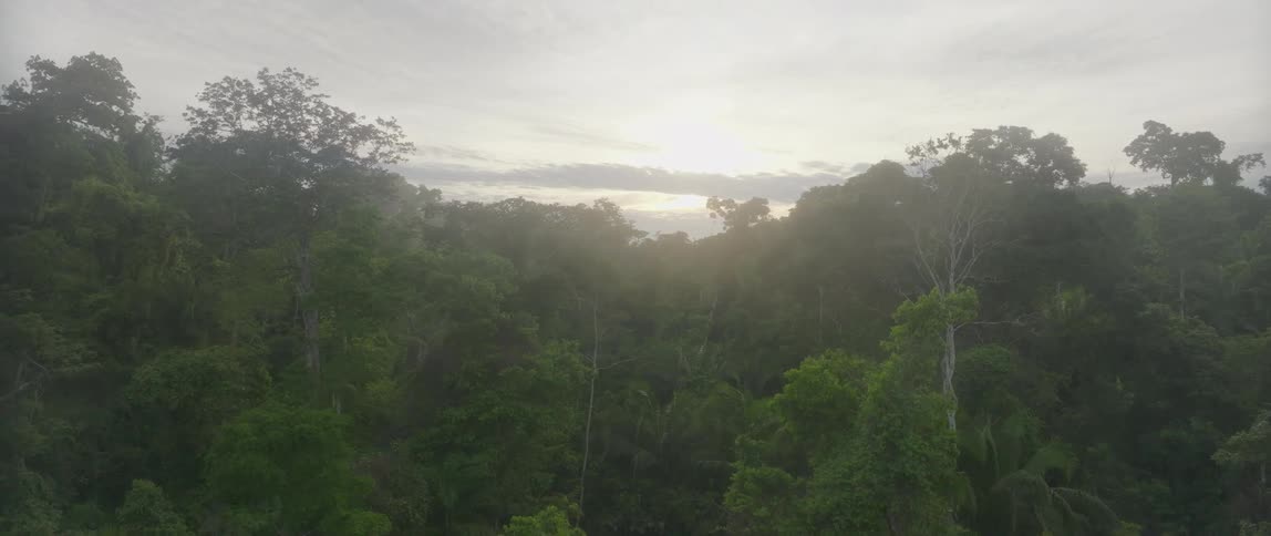 Sun shines over the tree tops of a dense forest on a cloudy autumn day