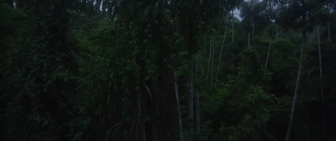 Aerial of a dense tropical jungle