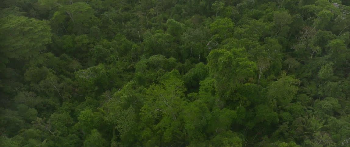 An expansive overhead static view captures the deep green dense and undulating canopy of a tropical jungle or rainforest with a slight continuous movement among the foliage