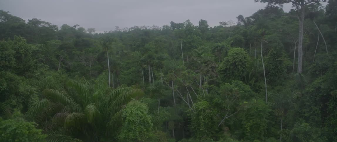 A rain forest is filled with numerous tall trees and vegetation