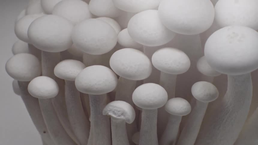 Cluster of white mushrooms in closeup with elongated stems