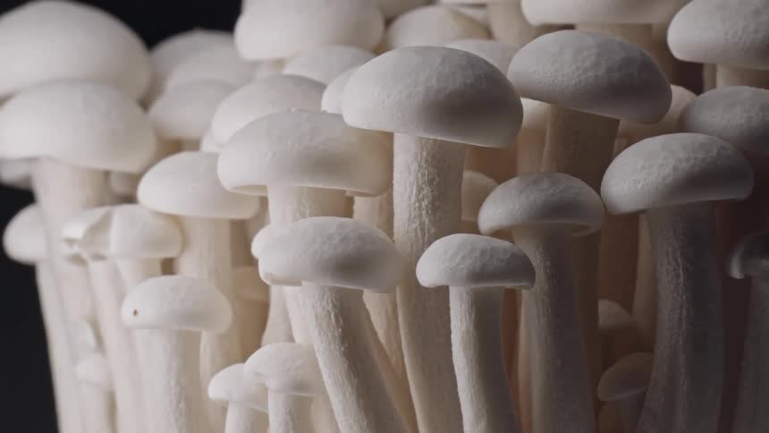 A very tight closeup shot of a dense cluster of white shimeji mushrooms standing upright featuring their smooth rounded caps and long stems against a dark background
