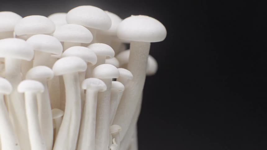 White mushrooms clustered with elongated stems and rounded caps against a dark background