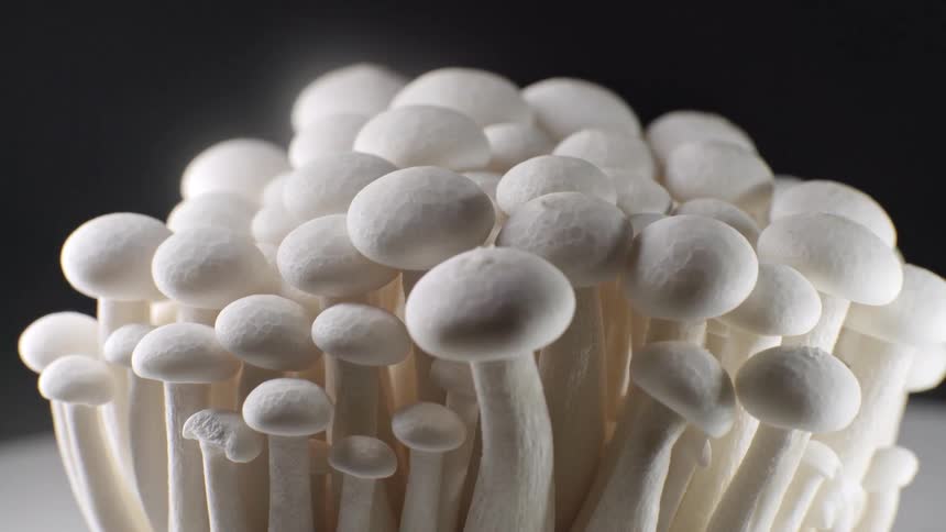 A detailed tight closeup of the smooth rounded white caps and textured stems of a dense cluster of shimeji mushrooms against a dark background