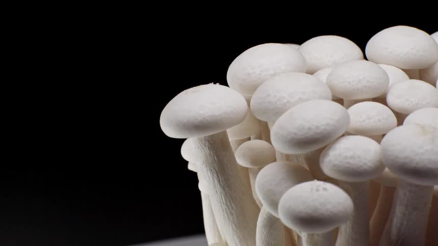 A cluster of white mushrooms stands out against a solid black background