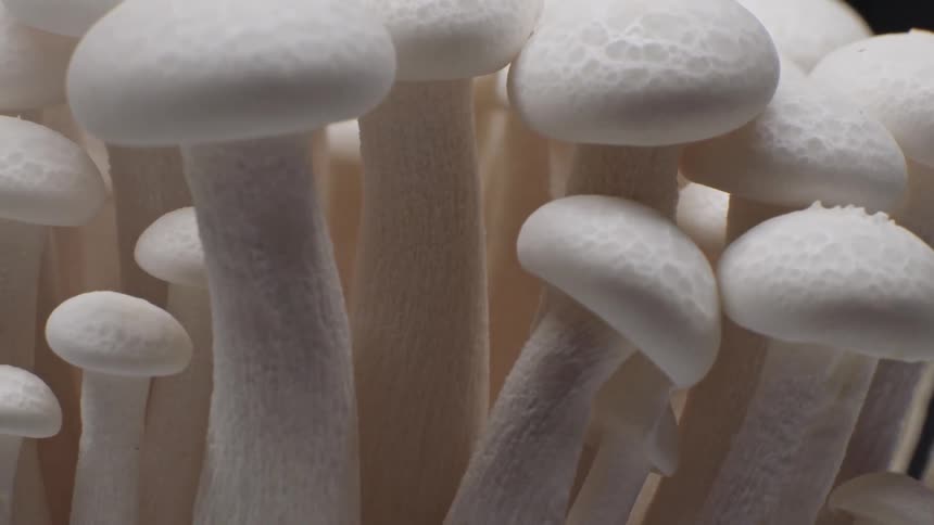 A pristine cluster of white bunapishimeji mushrooms rotates smoothly against a deep black background highlighting the elegant curves of their slender stems and soft marbled caps