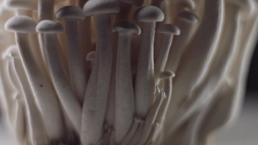 A dense cluster of pale mushrooms with elongated stems and small rounded caps grows tightly together their smooth surfaces softly lit to emphasize subtle textures and organic vertical lines