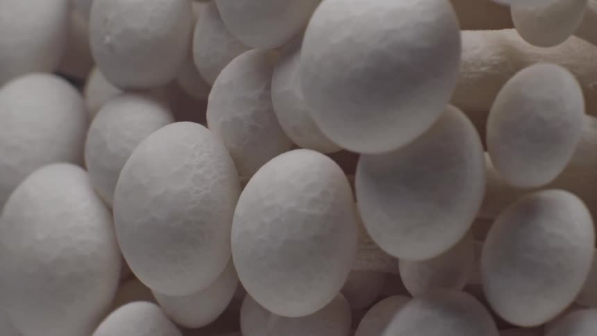 A slow detailed zoomin on a tightly packed cluster of white beech mushrooms revealing the smooth caps and elongated stems of the fungi against a dark background