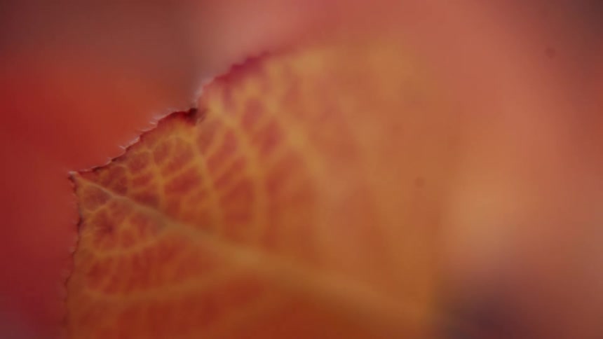 An extreme closeup of an autumn leaf reveals delicate branching veins and a gently torn edge glowing in layered hues of orange amber and red as soft warm light blurs the background into a smooth painterly wash