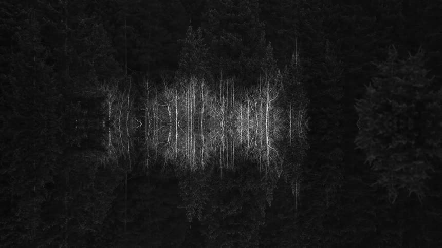 Set of lightcolored trees reflected in symmetry against a dark forest
