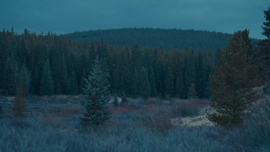 Trees and grass on a mountaintop with a forested mountain in the distance