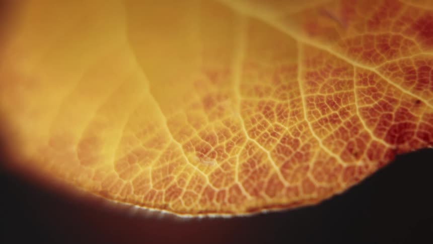 A close up of a yellow leaf