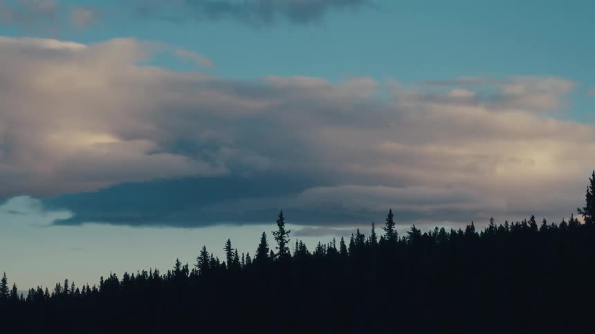 Line of conifer treetops beneath a blue sky with large clouds