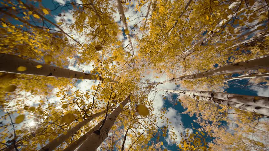 A forest filled with tall trees their leaves having fallen and turned brown as the fall season sets in