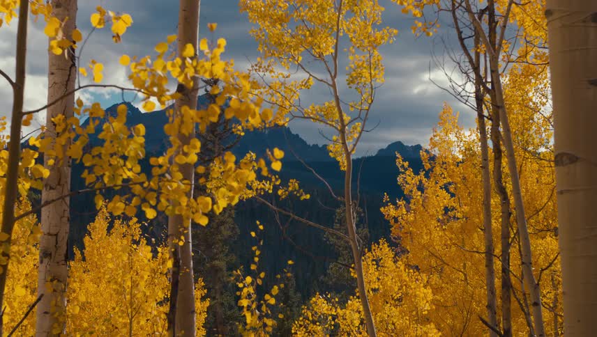 Golden aspen leaves flutter in the wind against a backdrop of dark rugged mountains