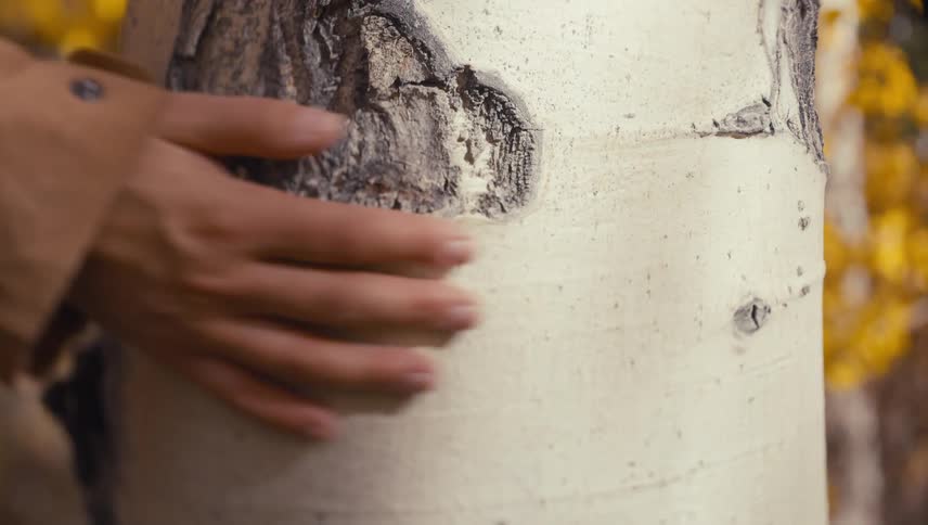Hand sliding across a lightcolored tree trunk