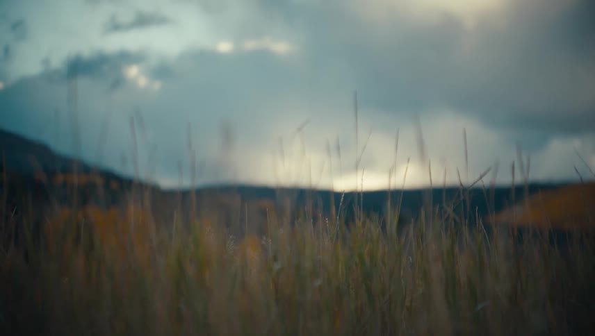 Forest with yellowish trees in the distance under a cloudy sky