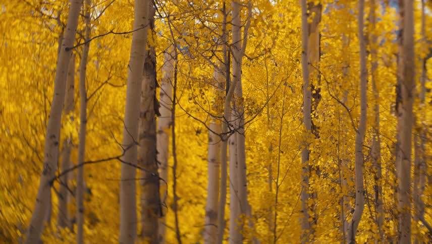 A serene forest of golden aspen trees sways gently in the autumn breeze