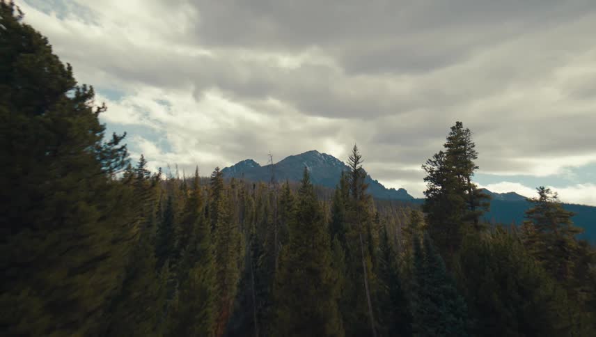Conifer forest with a mountain range in the background under a cloudy sky