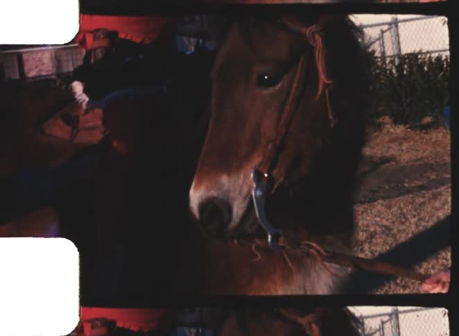 A dark horse standing still while peoples hands pet its head and neck captured within an old film frame border