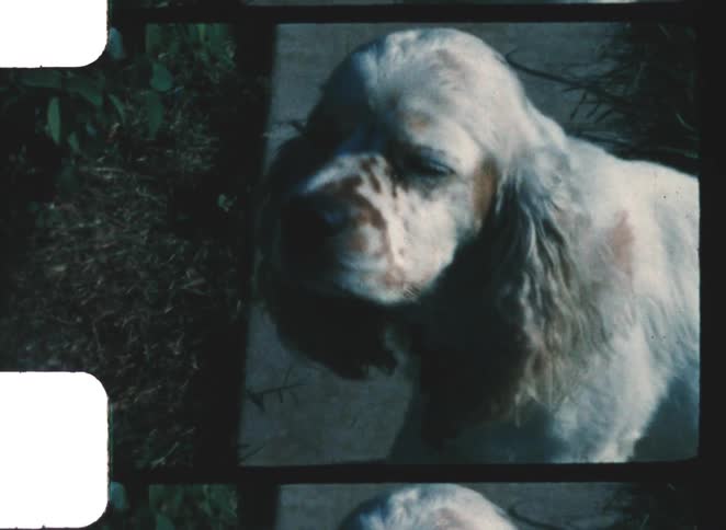 Lightcolored dog standing on a sidewalk beside vegetation