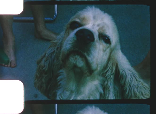 A dog is barking while a person stands barefoot beside it