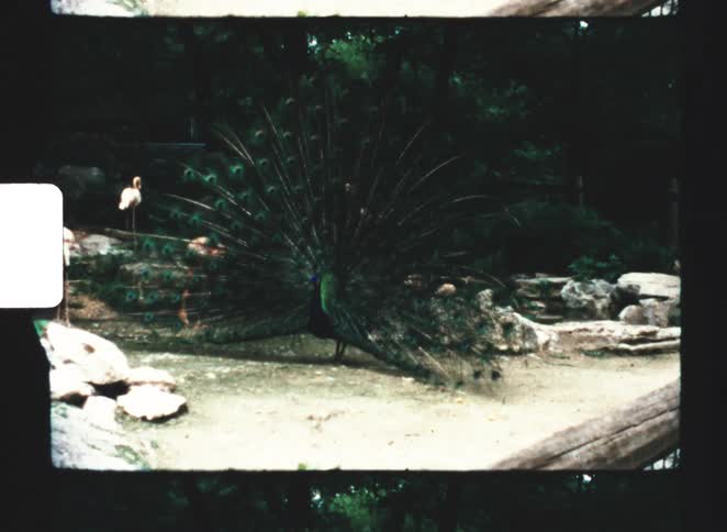 Flamingos and a large peacock are in the zoo