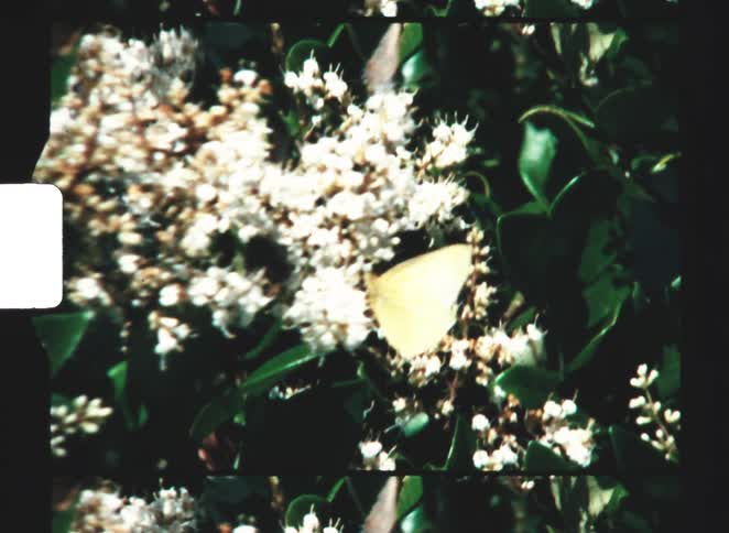 The butterfly is standing on the flower