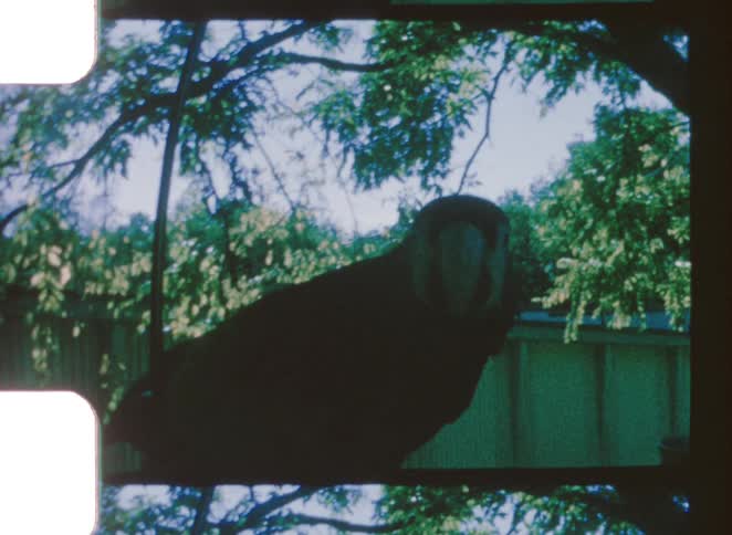 A close up of a parrot