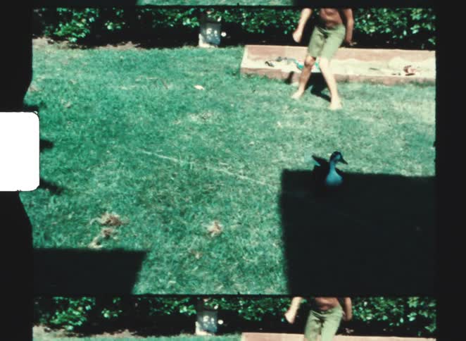 A dog chases a duck around a yard while a boy also tries to catch the bird