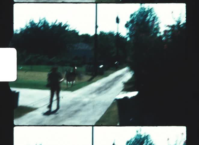 Boy chasing a bird