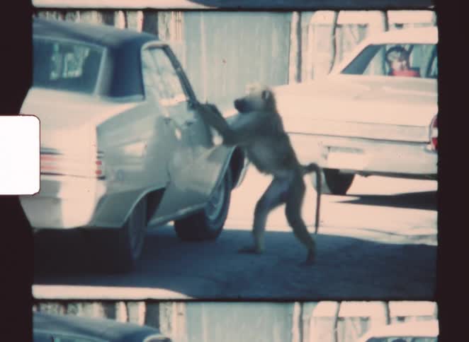 Baboon interacts with car door in outdoor area with another vehicle in background