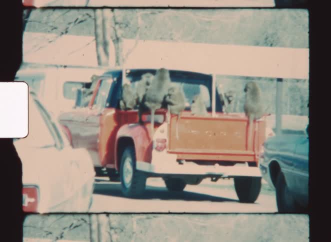 A group of monkeys sitting behind a parked truck in an outdoor parking garage at midday