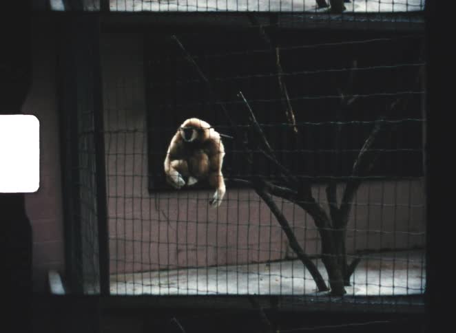 A monkey inside a zoo on a tree