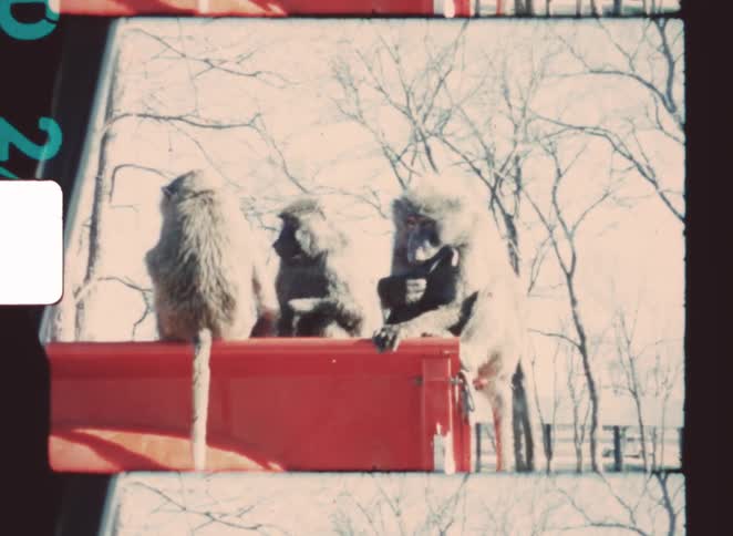 Three baboons are on the pickup truck