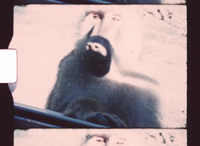 Monkey seen from below through a transparent