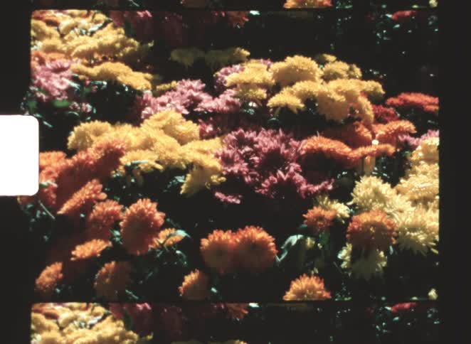 Framed by the visible perforations of vintage film stock a vibrant dense bed of orange yellow and magenta chrysanthemums fills the screen their textured petals illuminated by bright highcontrast sunlight
