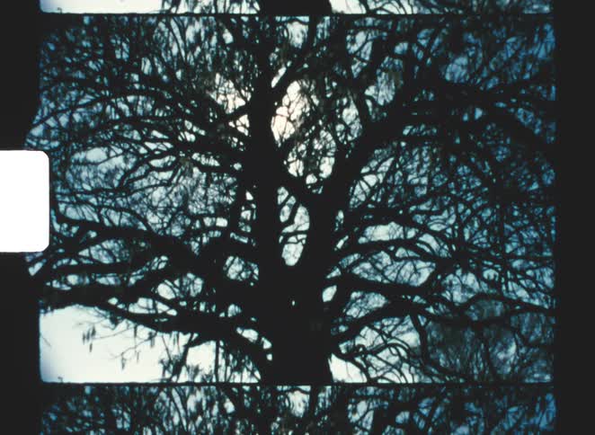 Tree with interlaced branches silhouetted against a bright sky