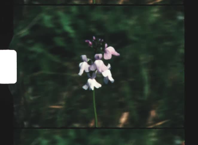 The wind is blowing the flower on the field