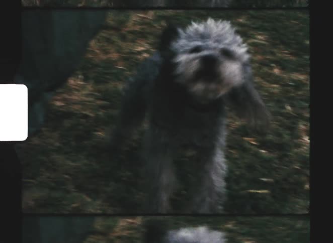A small dog urgently barks while running on the green lawn