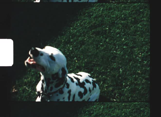 Dalmatian stands on grass while looking upward with focused expression