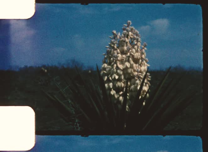 A yucca plant in a field has a large blossom of flowers growing from it