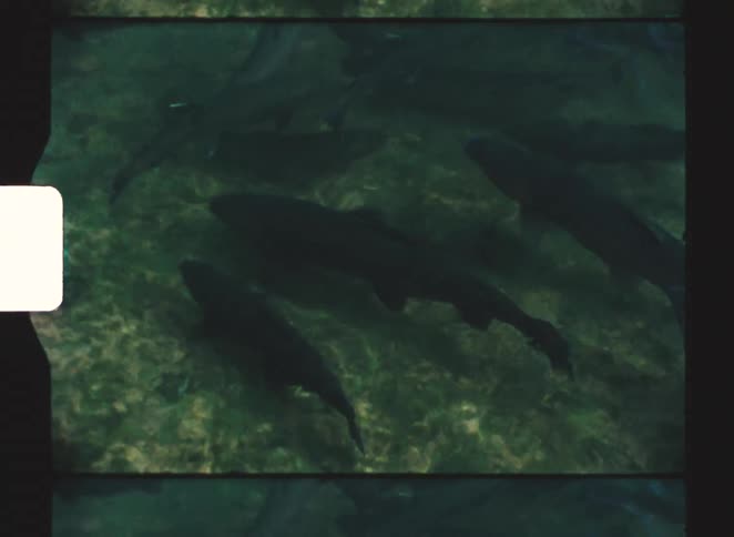 A school of fish swim together in the shallow water