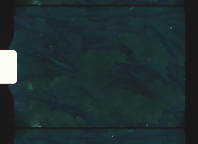 A large number of fish are swimming together