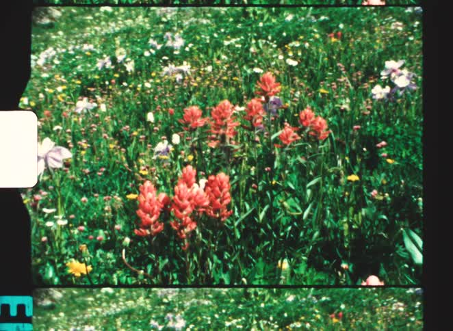 A handheld vintage film captures a vibrant field of wildflowers with bright red blooms standing out against a backdrop of lush green grass