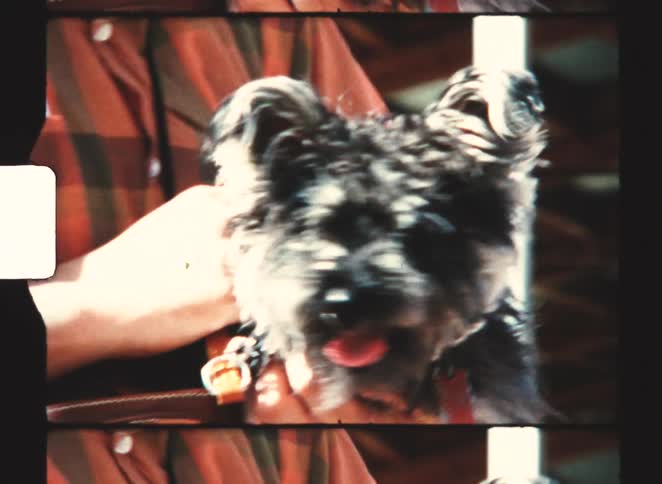 Small darkfurred dog with tongue out is held by person wearing plaid shirt