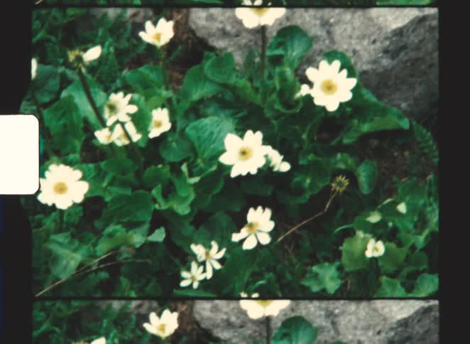 Small white and yellow flowers are shown growing among dark green foliage and rocks with the camera zooming in for a close up