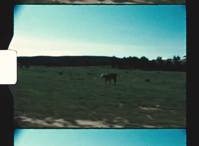 Captured from a moving vehicle a lone cow stands in a lush green pasture set against a backdrop of rolling hills and a vibrant blue sky